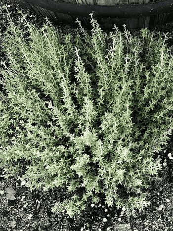 Тимьян лимоннопахнущий Orange