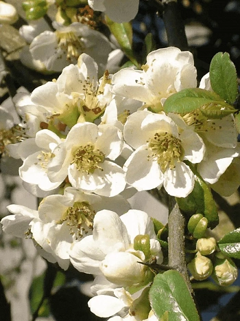Айва великолепная Jet Trail