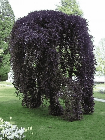 Береза повислая Purpurea