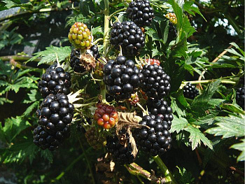 Ежевика Тонлес Эвогрин