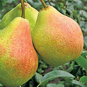 Груша плодовая Гера Груша плодовая Гера