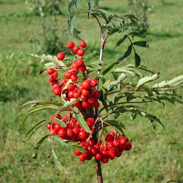 Рябина Концентра