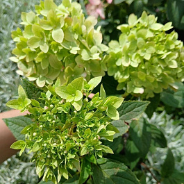 Гортензия метельчатая Литтл Эппл ПАТИО