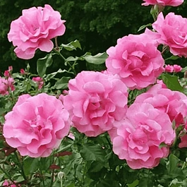 Роза Кустовая Romanze