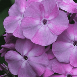 Флокс метельчатый Берендей