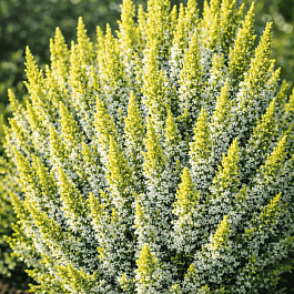 Вереск обыкновенный Darts Parrot