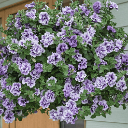 Петуния (сурфиния) Tambelina Priscilla кашпо