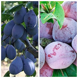 Дерево-сад (2-3х летка) слива 2 сорта Венгерка Корнеевская-Этюд Дерево-сад (2-3х летка) слива 2 сорта Венгерка Корнеевская-Этюд