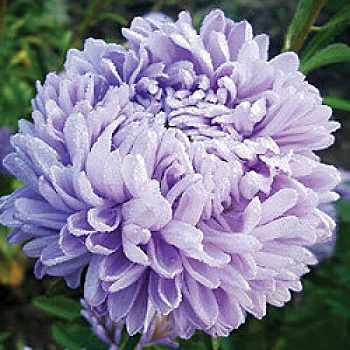 Астра Сиринга Лавендер