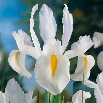 Ирис голландский Уайт Ван Влиет