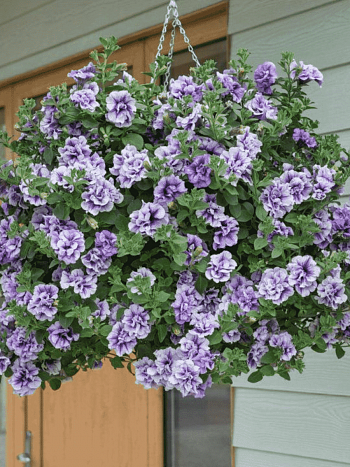 Петуния (сурфиния) Tambelina Priscilla кашпо