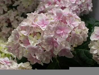 Гортензия крупнолистовая Рембрандт Элегант Роза