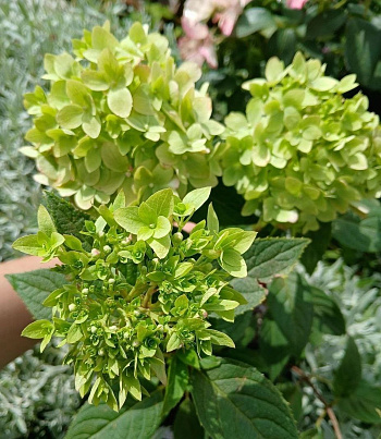 Гортензия метельчатая Литтл Эппл ПАТИО Гортензия метельчатая Литтл Эппл ПАТИО