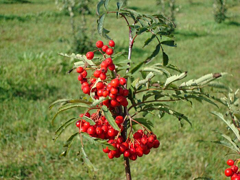 Рябина Концентра Рябина Концентра