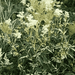 Лабазник пурпурный Variegata