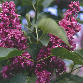 Сирень обыкновенная Шарль Джоли