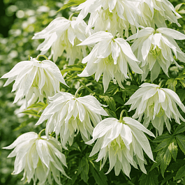 Клематис Albina Plena