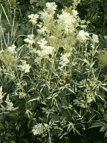 Лабазник пурпурный Variegata