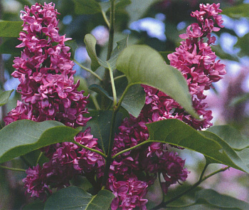 Сирень обыкновенная Шарль Джоли