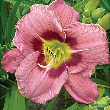 Лилейник гибридный Олвейз Афтенун