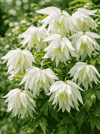 Клематис Albina Plena