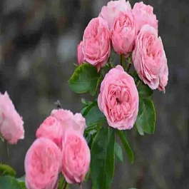 Роза чайно-гибридная Playfol Rokoko