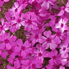 Флокс шиловидный Fabulous Pink