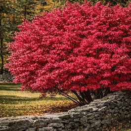 Бересклет крылатый Compactus