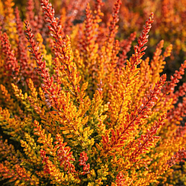 Вереск обыкновенный Wickware Flame