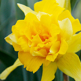 Нарцисс махровый Ван Сион Нарцисс махровый Ван Сион