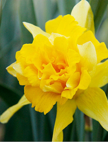 Нарцисс махровый Ван Сион