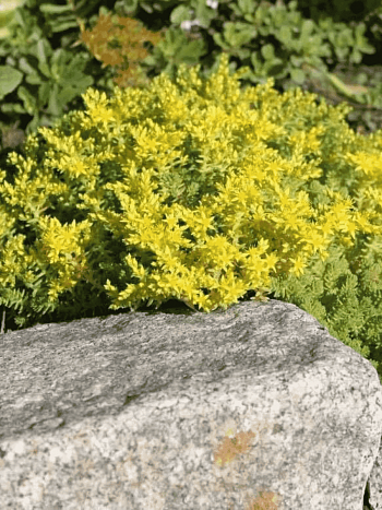 Очиток едкий Mini Ma