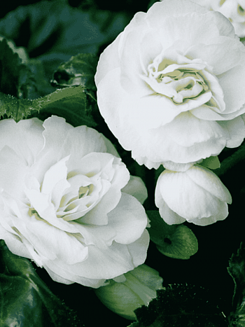 Бегония White