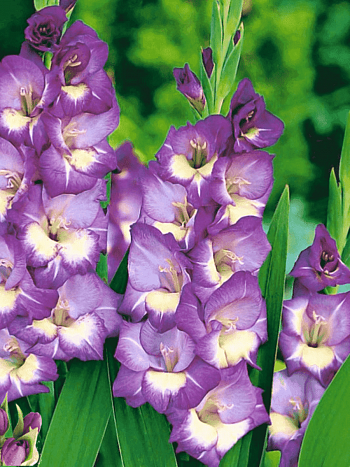Гладиолус King's Lynn
