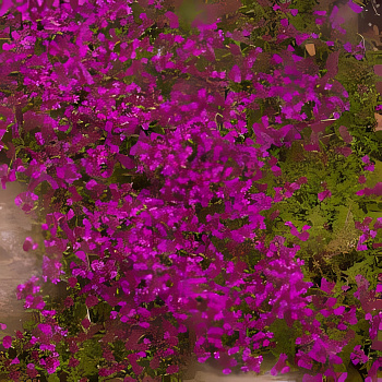 Тимьян (Чабрец, Чабер) ползучий Coccineus
