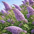 Буддлея давида  Dart's Papillon Blue