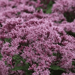 Посконник Phantom