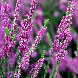 Вереск обыкновенный Colette