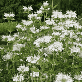 Монарда гибридная Schneewittchen