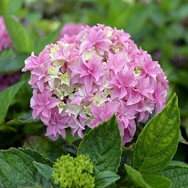 Гортензия крупнолистовая Ю энд ми Перфекшн Гортензия крупнолистовая Ю энд ми Перфекшн