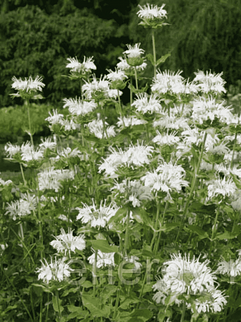 Монарда гибридная Schneewittchen