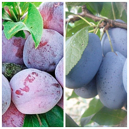 Дерево-сад (2-3х летка) слива 2 сорта Этюд-Стенлей