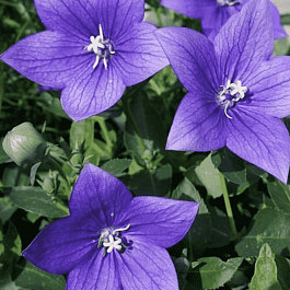 Платикодон крупноцветковый Astra Double Blue