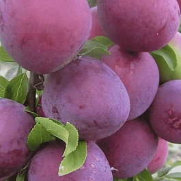 Алыча гибридная Шатер