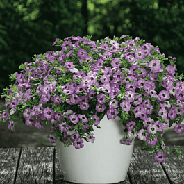 Калибрахоа Chameleon Lavender Sorbet