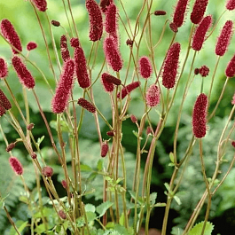 Кровохлебка лекарственная Tanna