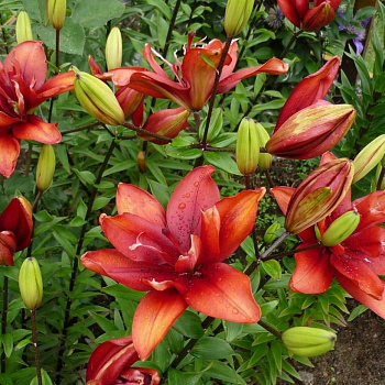 Лилия азиатская махровая Спарго