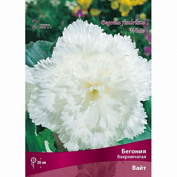 Бегония бахромчатая Вайт