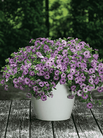 Калибрахоа Chameleon Lavender Sorbet