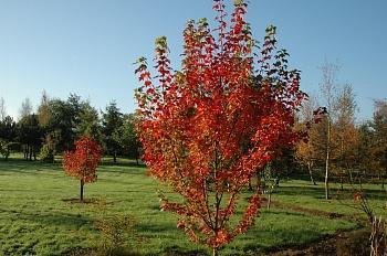 Клен красный Brandywine